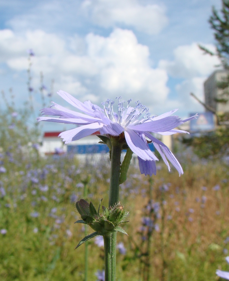 Image of Cichorium intybus specimen.