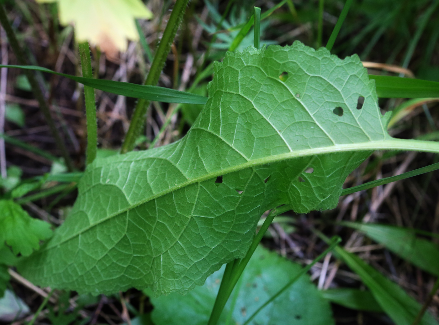Image of Verbascum nigrum specimen.