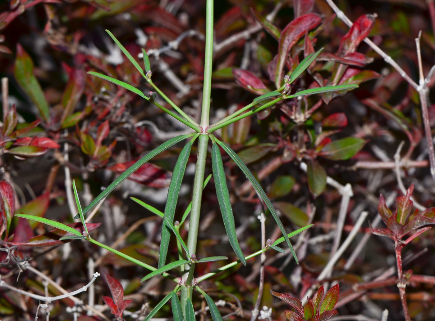 Image of Euphorbia xanti specimen.