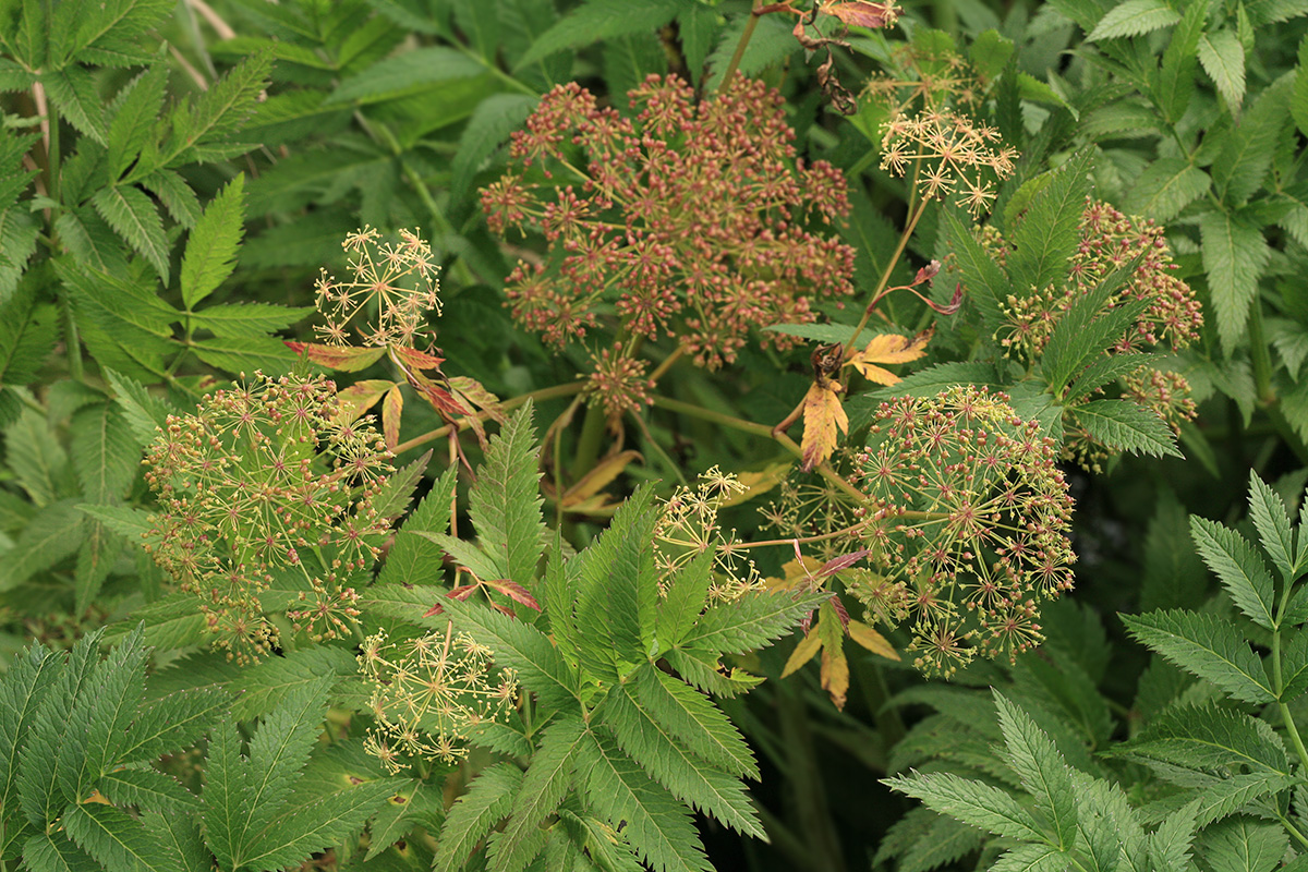 Image of Cicuta virosa specimen.