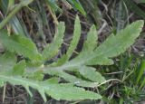 Papaver rhoeas