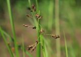 Hierochloe glabra