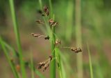 Hierochloe glabra. Соплодие. Амурская обл., Магдагачинский р-н, окр. пос. Магдагачи, берег водохранилища (р. Горчаки). 30.06.2016.