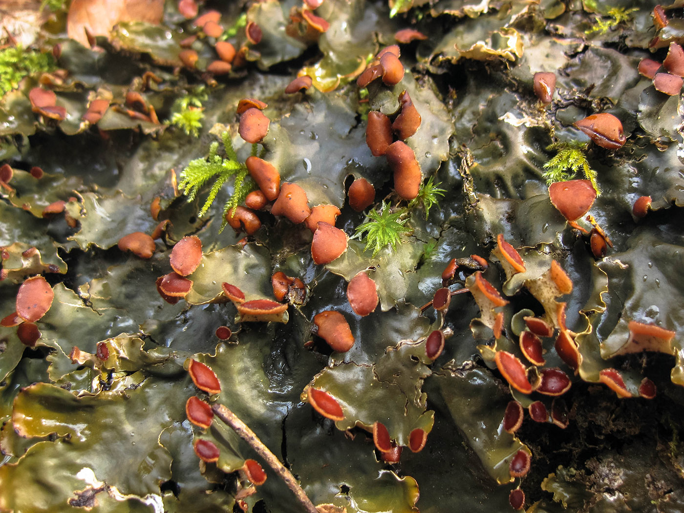 Image of Peltigera horizontalis specimen.