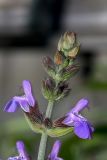 Salvia officinalis