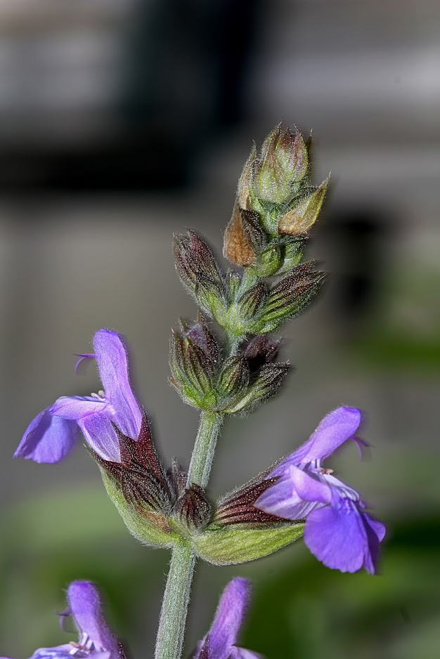 Image of Salvia officinalis specimen.