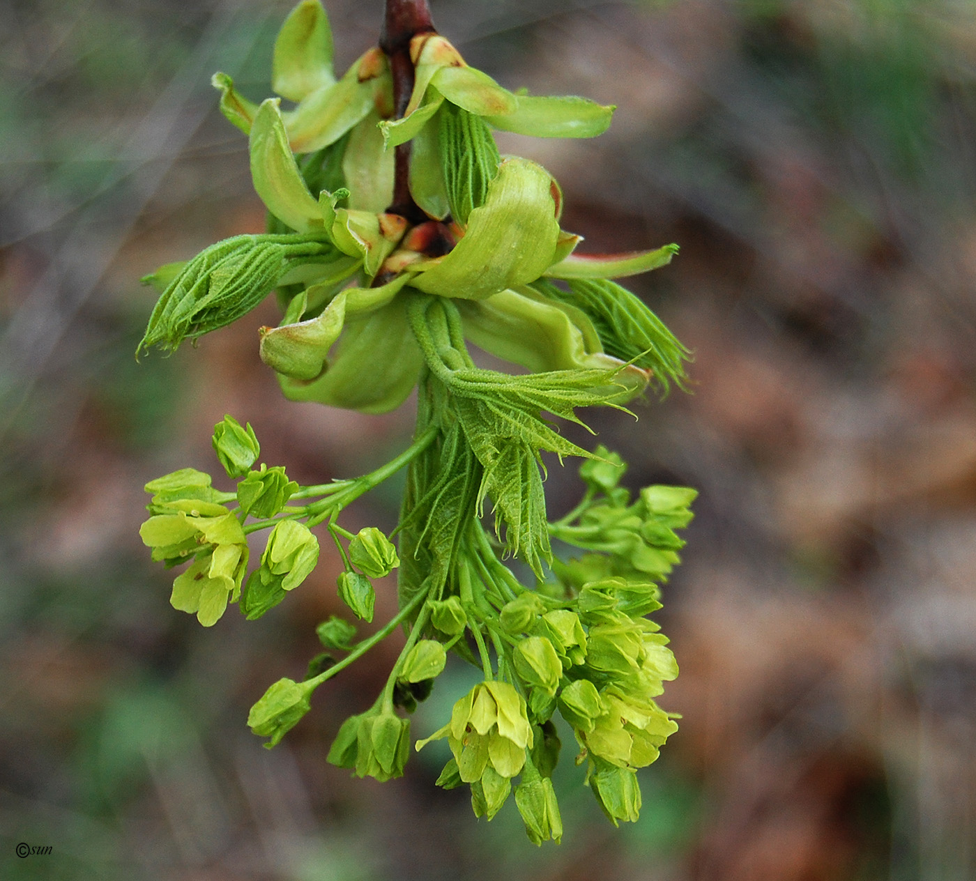 Image of Acer platanoides specimen.