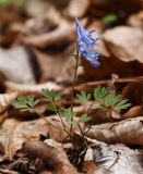 Corydalis ambigua