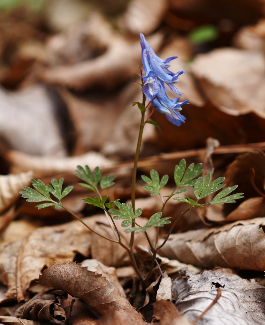 Image of Corydalis ambigua specimen.