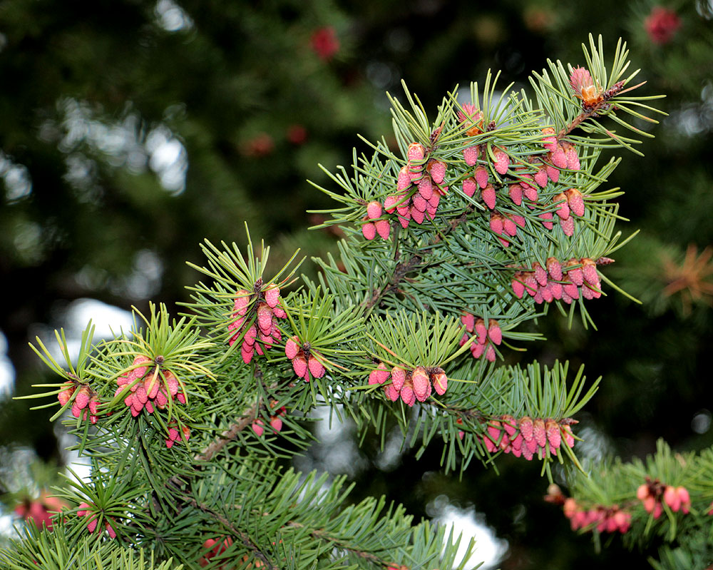 Изображение особи Pseudotsuga menziesii.