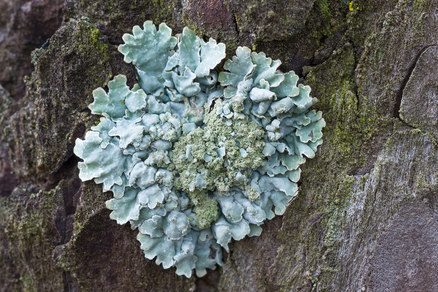 Image of Parmelia sulcata specimen.