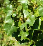 Populus nigra