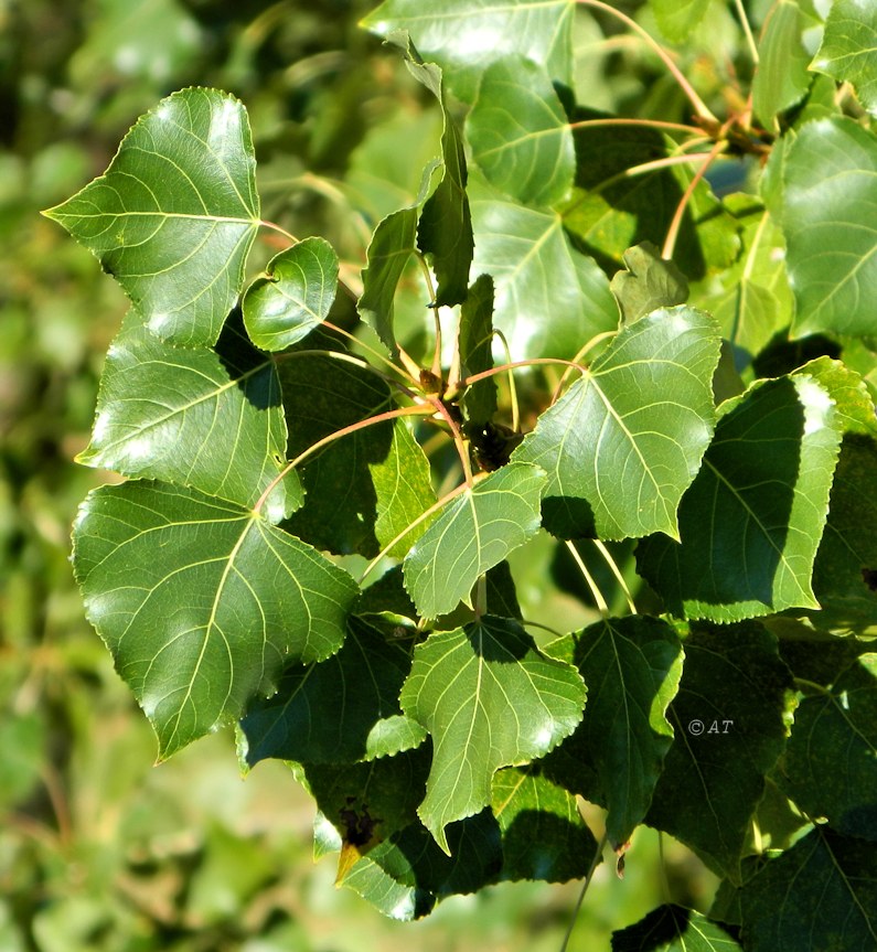 Image of Populus nigra specimen.