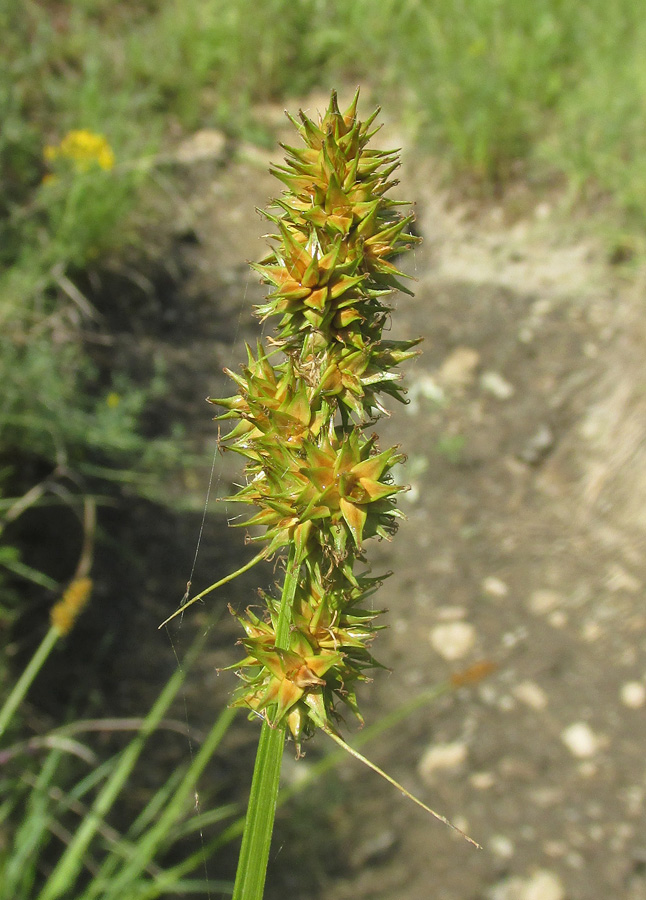 Image of Carex otrubae specimen.