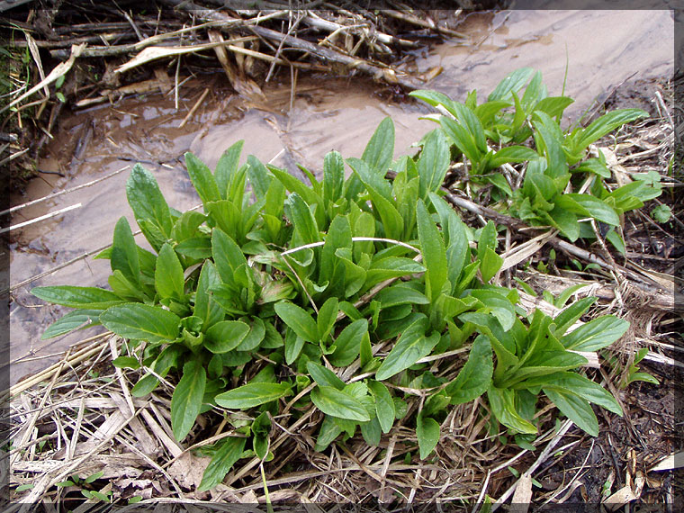 Image of Scrophularia umbrosa specimen.