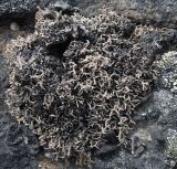 Sphaerophorus fragilis