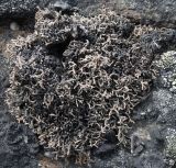 Sphaerophorus fragilis. Таллом на камне в лишайниково-моховой тундре на вершине сопки. Окр. Мурманска. 02.07.2017.