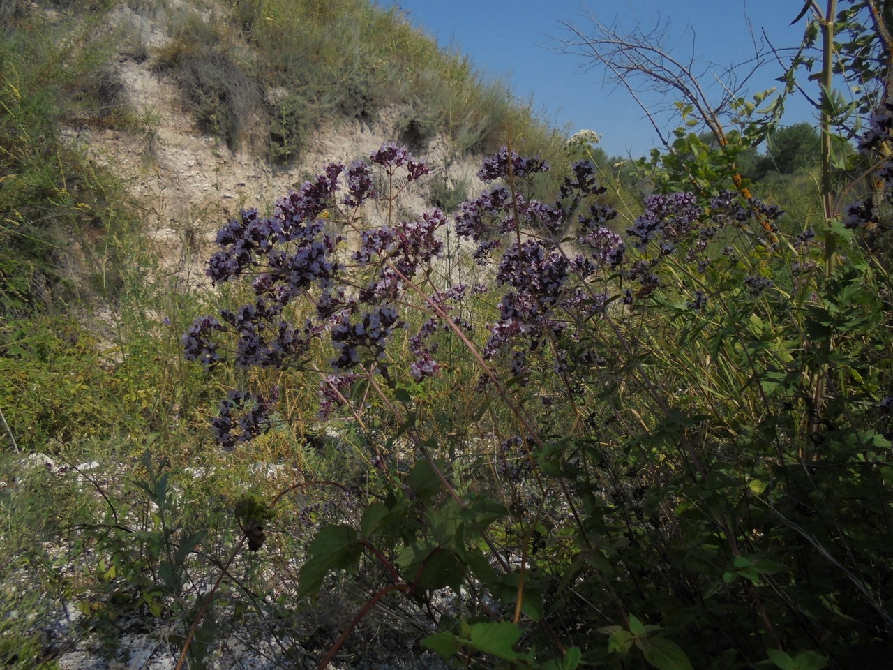 Image of Origanum vulgare specimen.