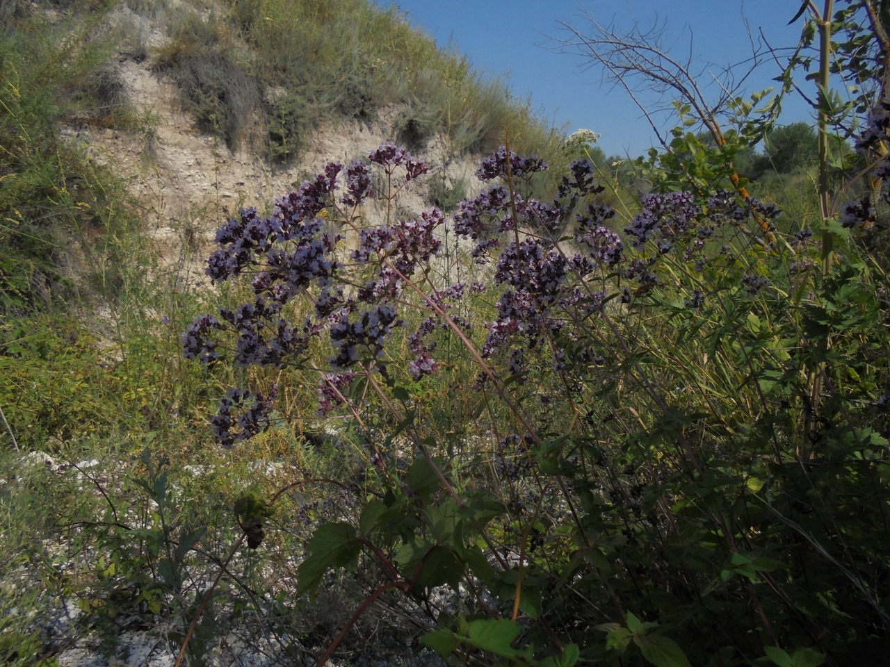 Изображение особи Origanum vulgare.