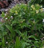 Astragalus frigidus