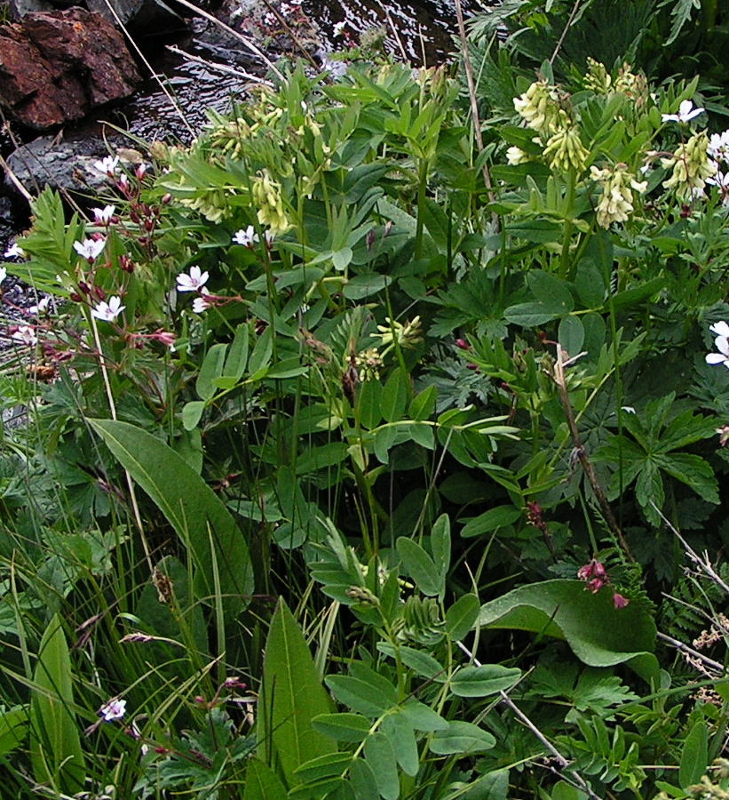 Изображение особи Astragalus frigidus.