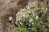 Campanula punctata