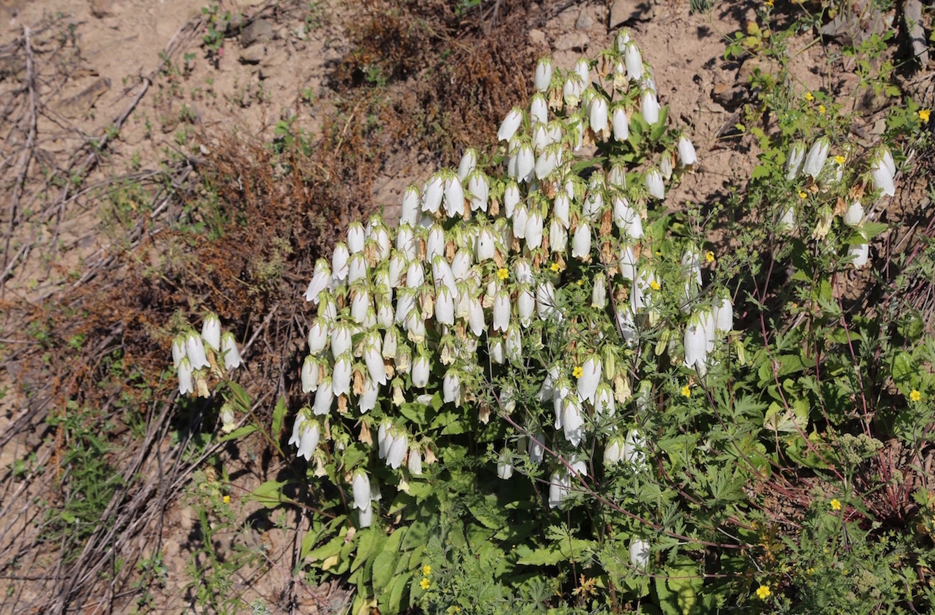 Изображение особи Campanula punctata.