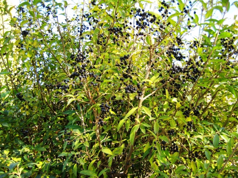 Image of Ligustrum vulgare specimen.