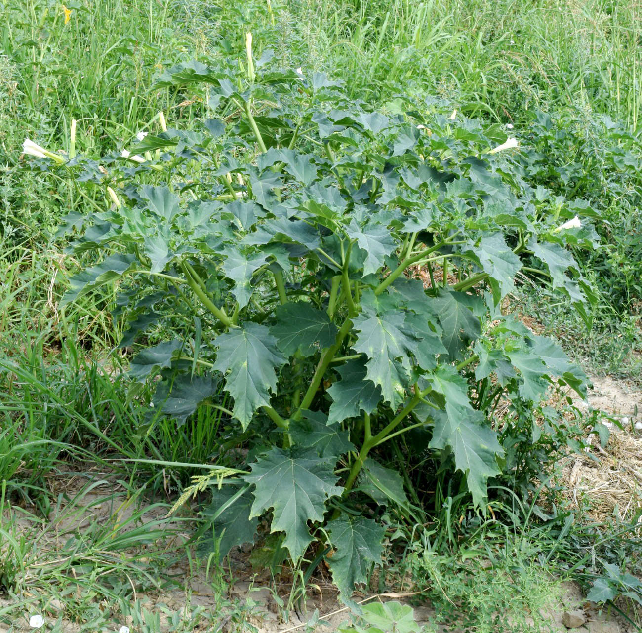 Изображение особи Datura stramonium.