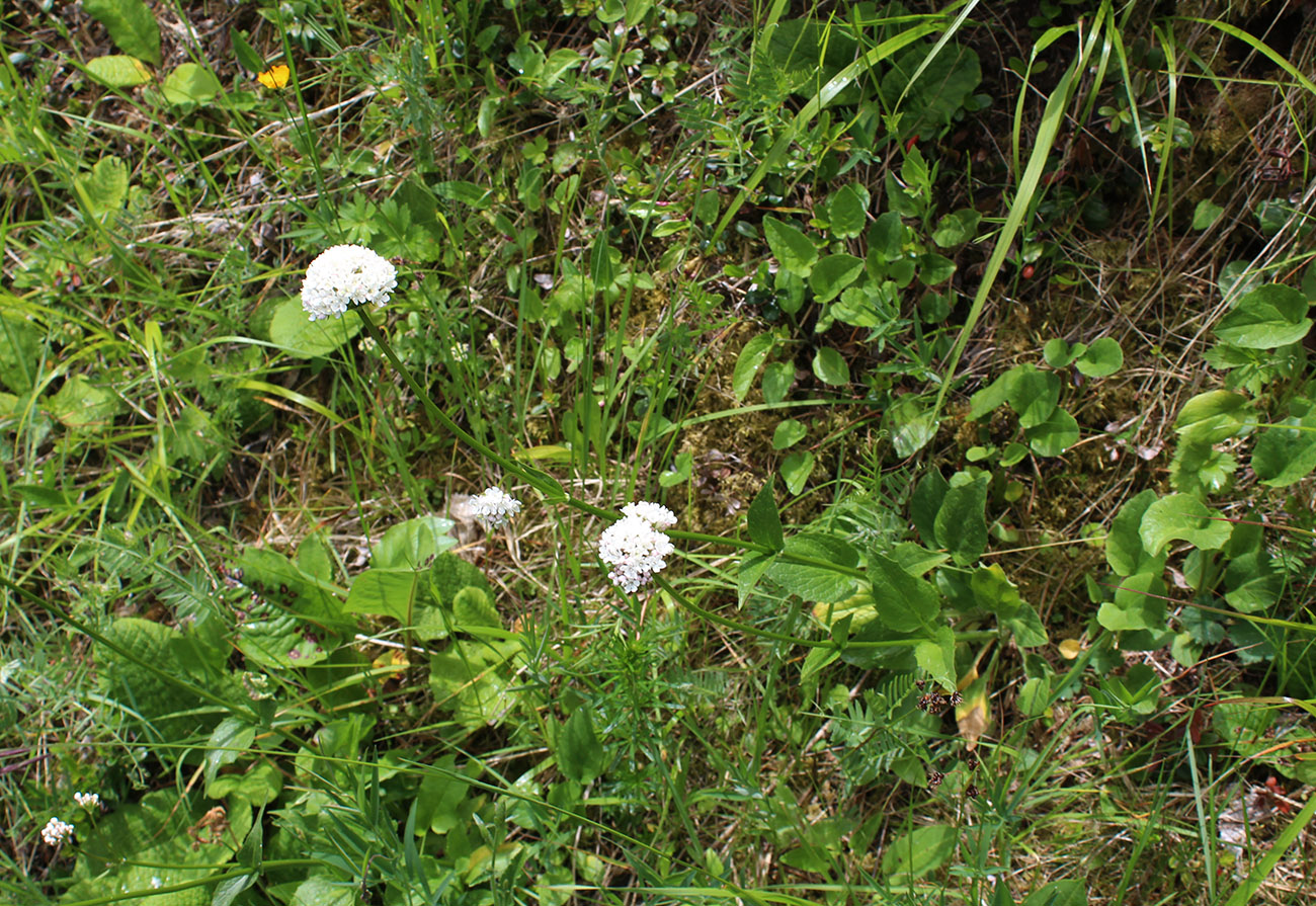Image of Valeriana alpestris specimen.