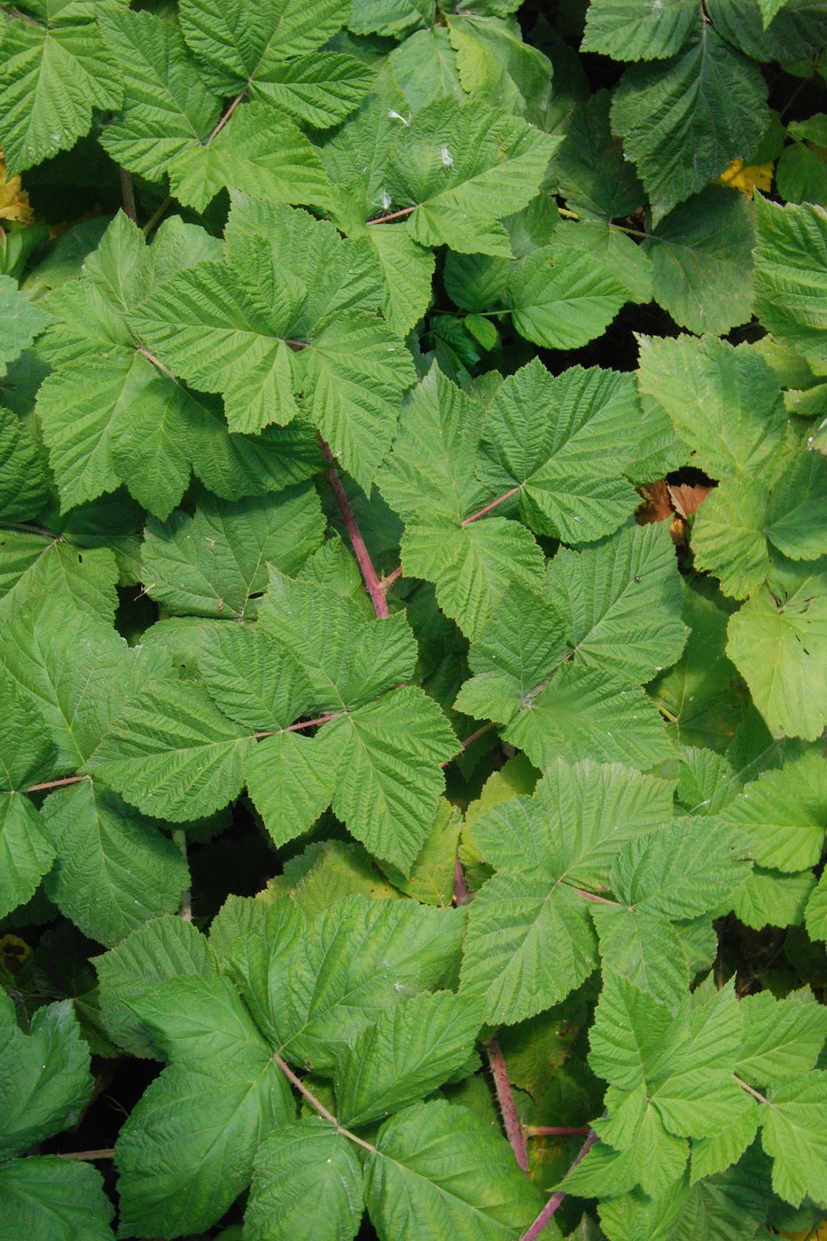 Image of Rubus &times; idaeoides specimen.