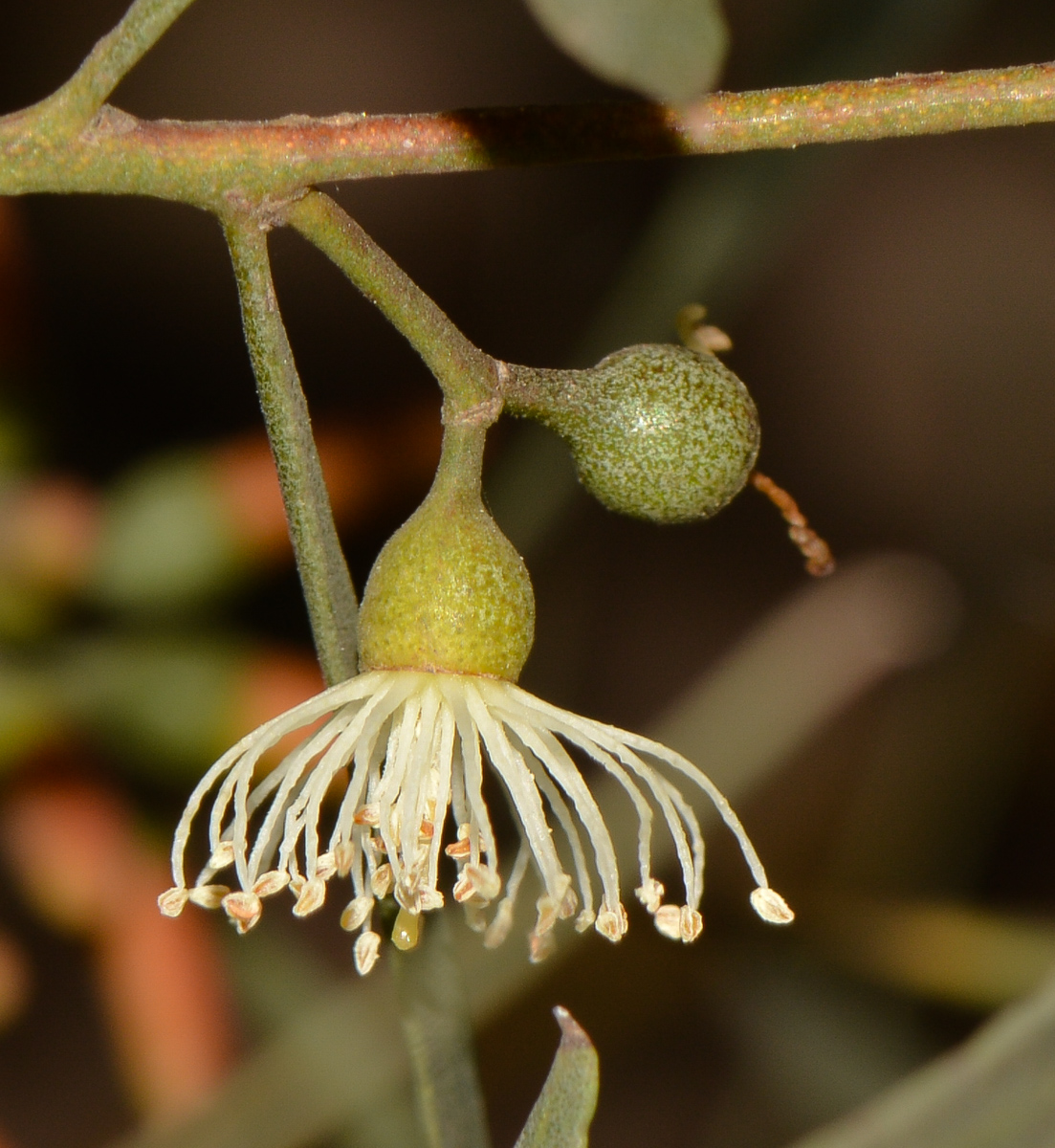 Image of Eucalyptus spathulata specimen.