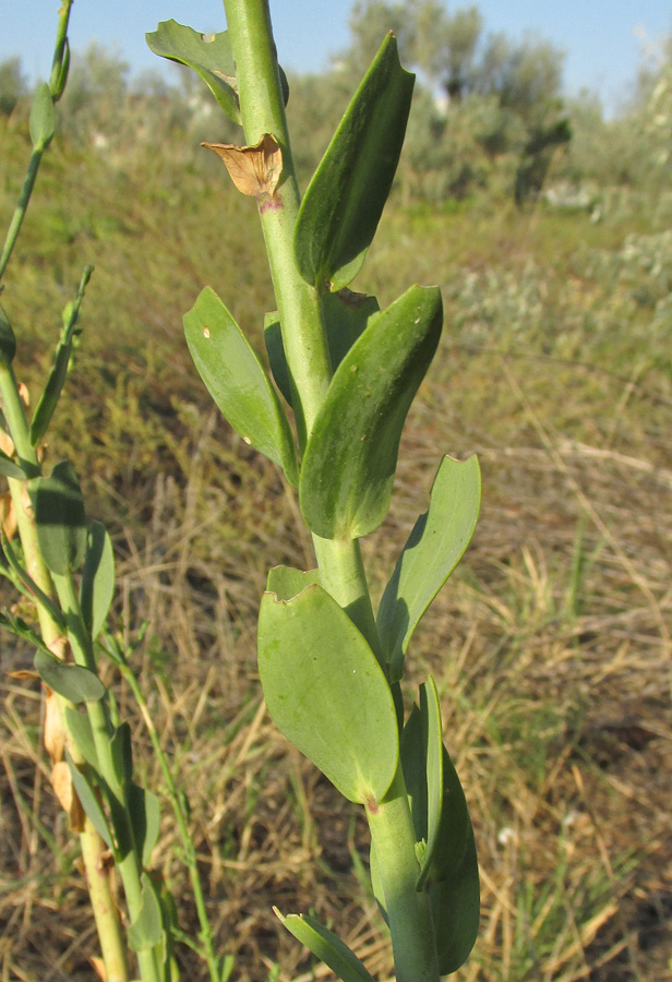 Изображение особи Linaria genistifolia.