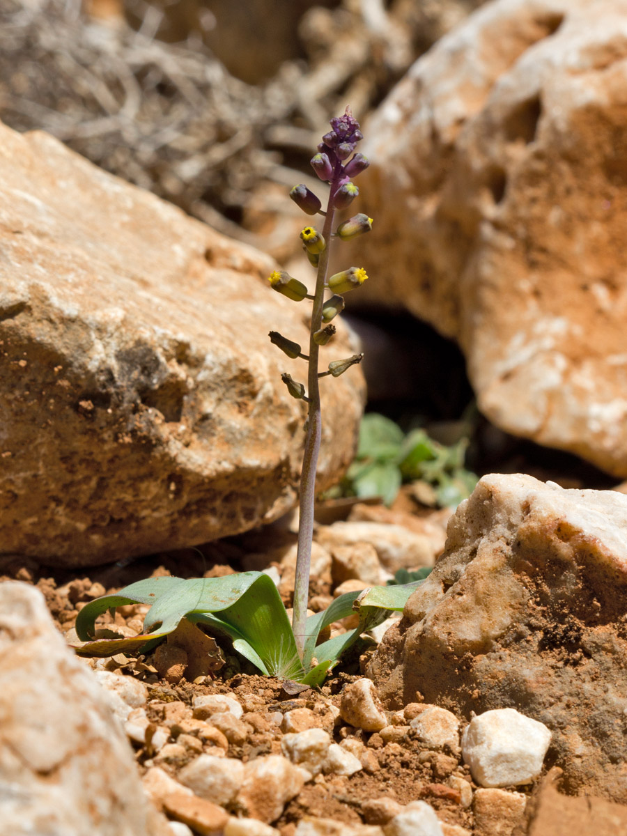 Image of Leopoldia spreitzenhoferi specimen.