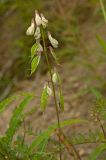 Vicia sylvatica. Отцветающее соцветие с завязавшимися плодами и сидящим муравьём. Северный Урал, Пермский край, крутой правый берег р. Язьва в р-не дер. Ванькова, нижняя задернованная часть скальника. 19 августа 2017 г.