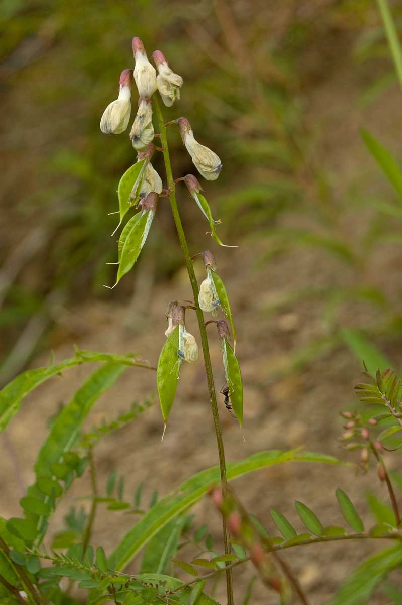 Image of Vicia sylvatica specimen.