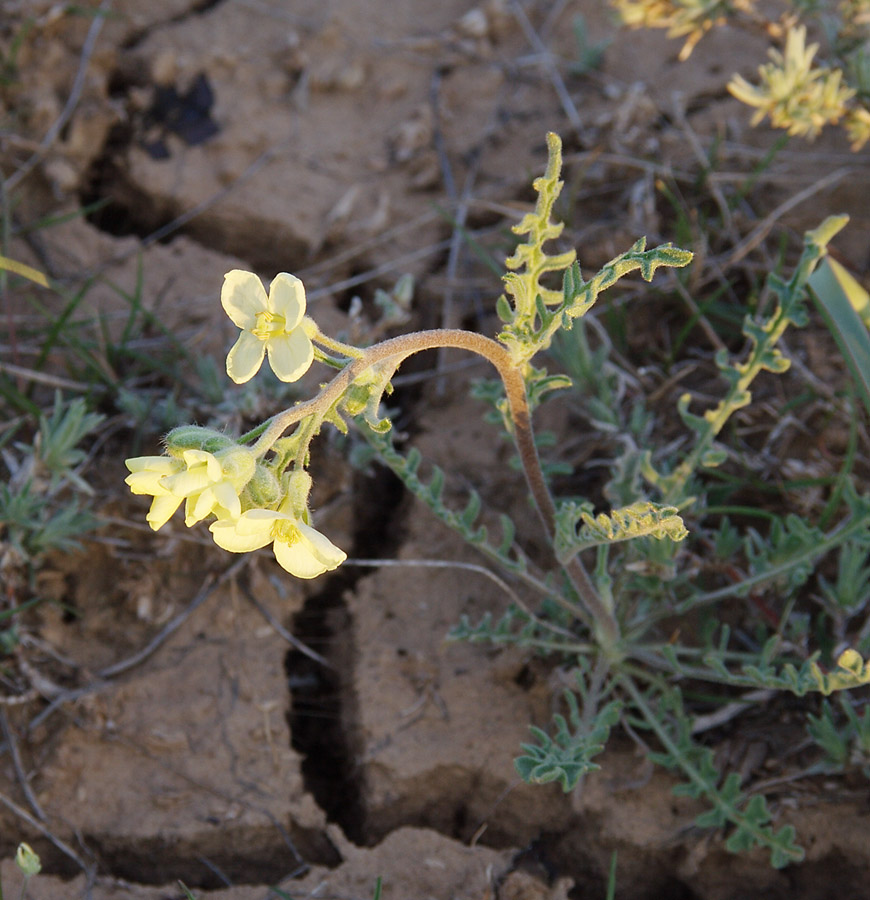 Image of Sterigmostemum caspicum specimen.