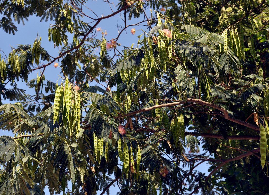 Image of Albizia julibrissin specimen.