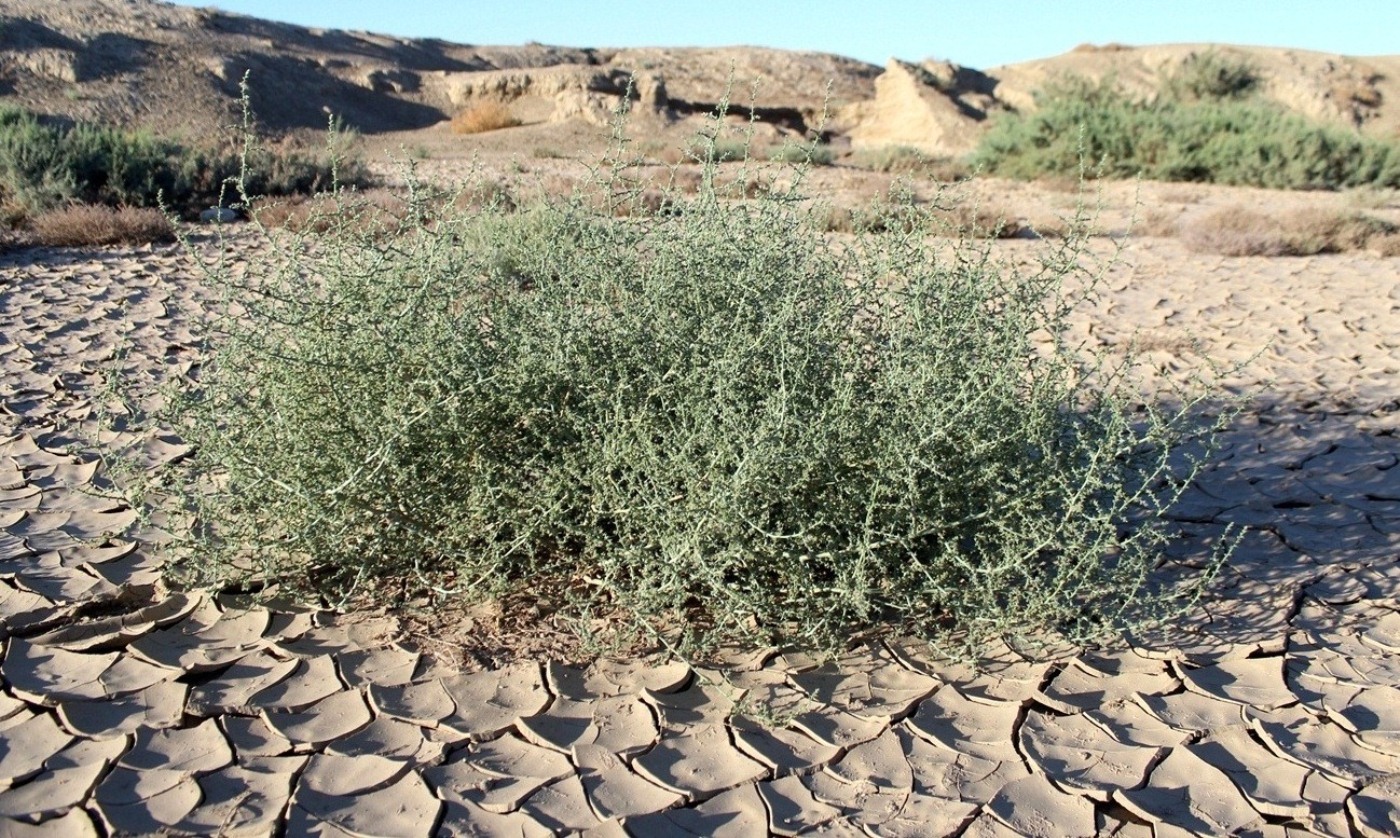 Изображение особи Salsola tragus.