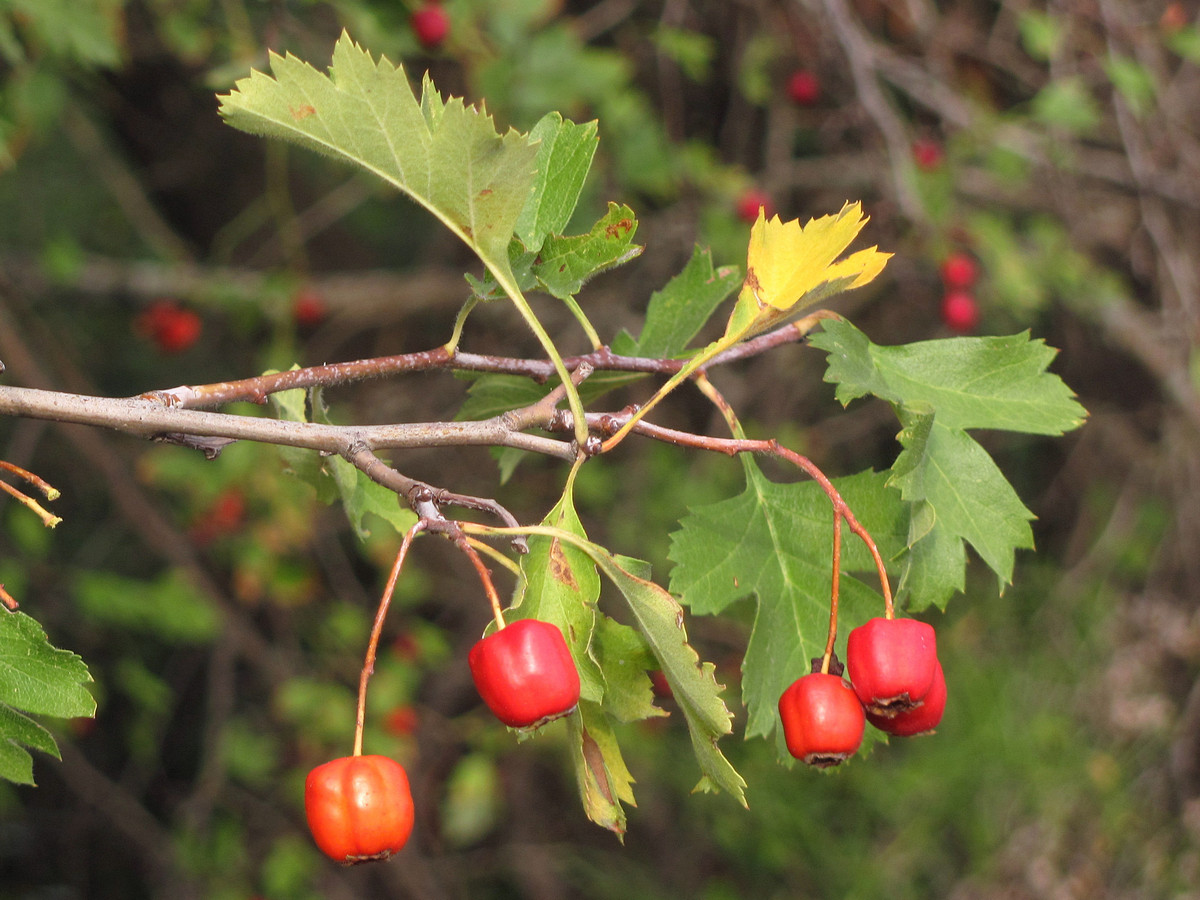 Изображение особи Crataegus stankovii.