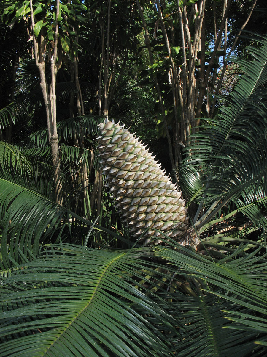 Image of Lepidozamia peroffskyana specimen.