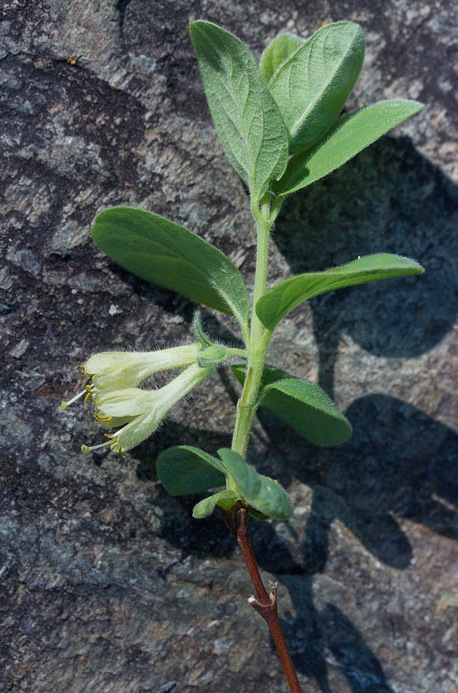 Изображение особи Lonicera pallasii.