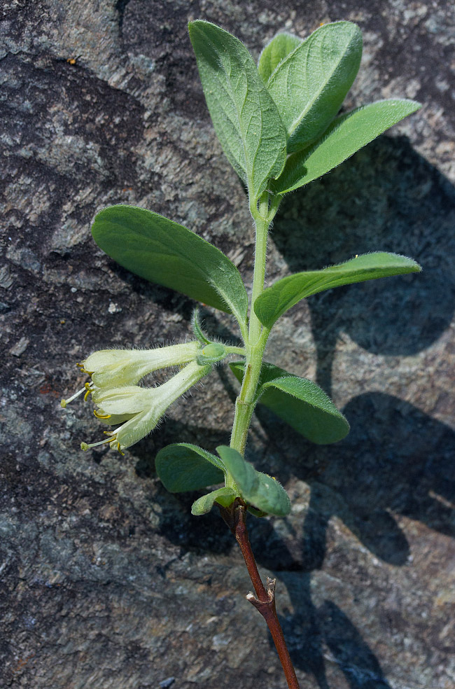 Изображение особи Lonicera pallasii.