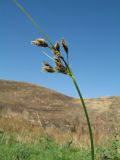 genus Bolboschoenus. Верхушка цветущего (?) растения. Южный Казахстан, Сырдарьинский Каратау, горы Улькунбурултау, ≈ 700 м н.у.м., у солоноватого родника Карабастау. 1 сентября 2017 г.