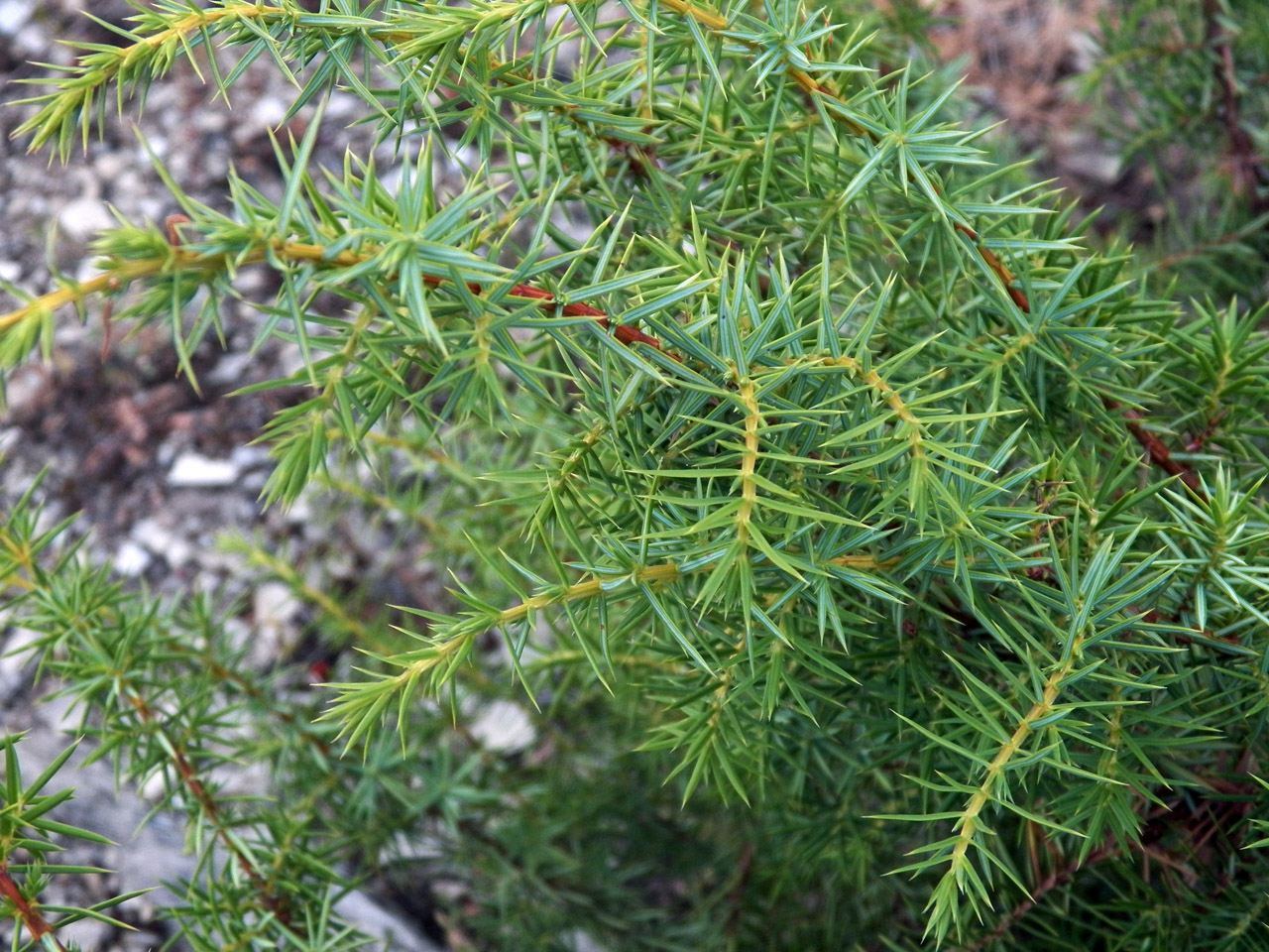 Image of genus Juniperus specimen.