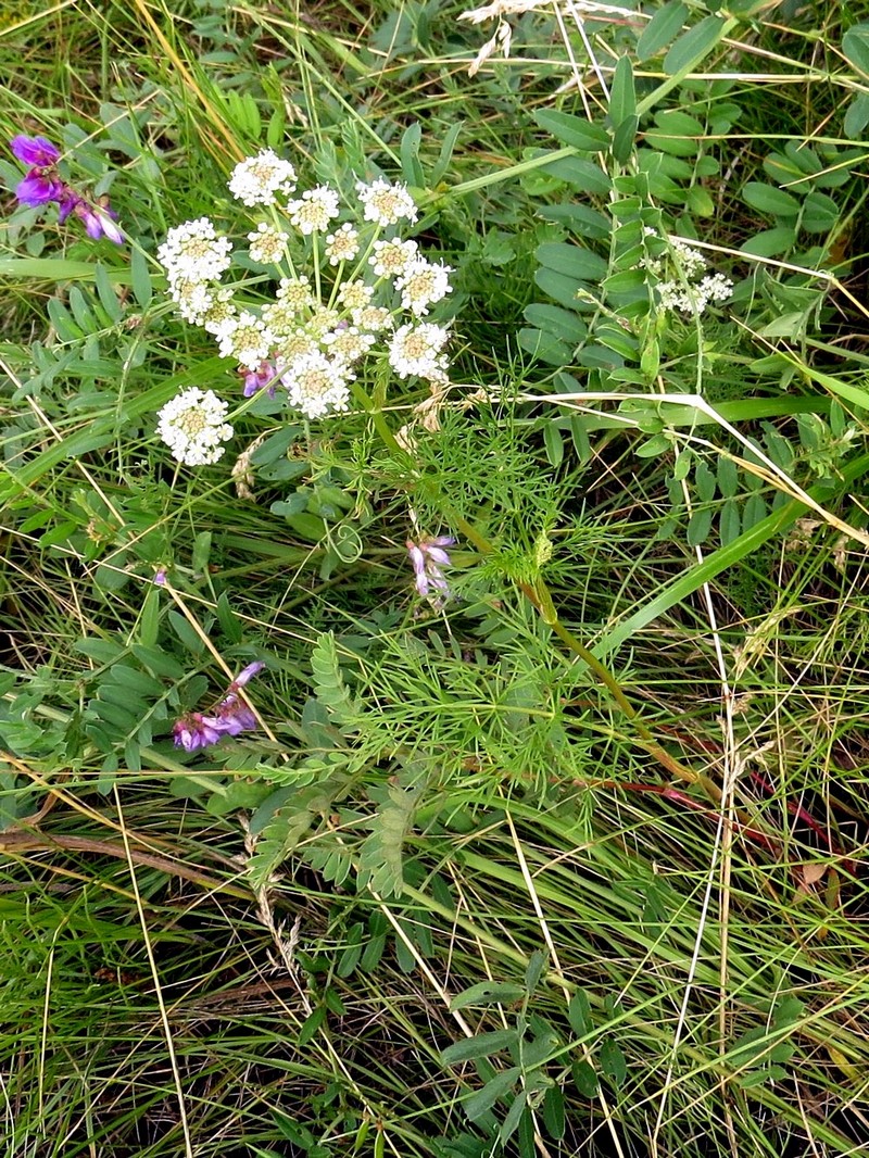 Изображение особи Peucedanum vaginatum.