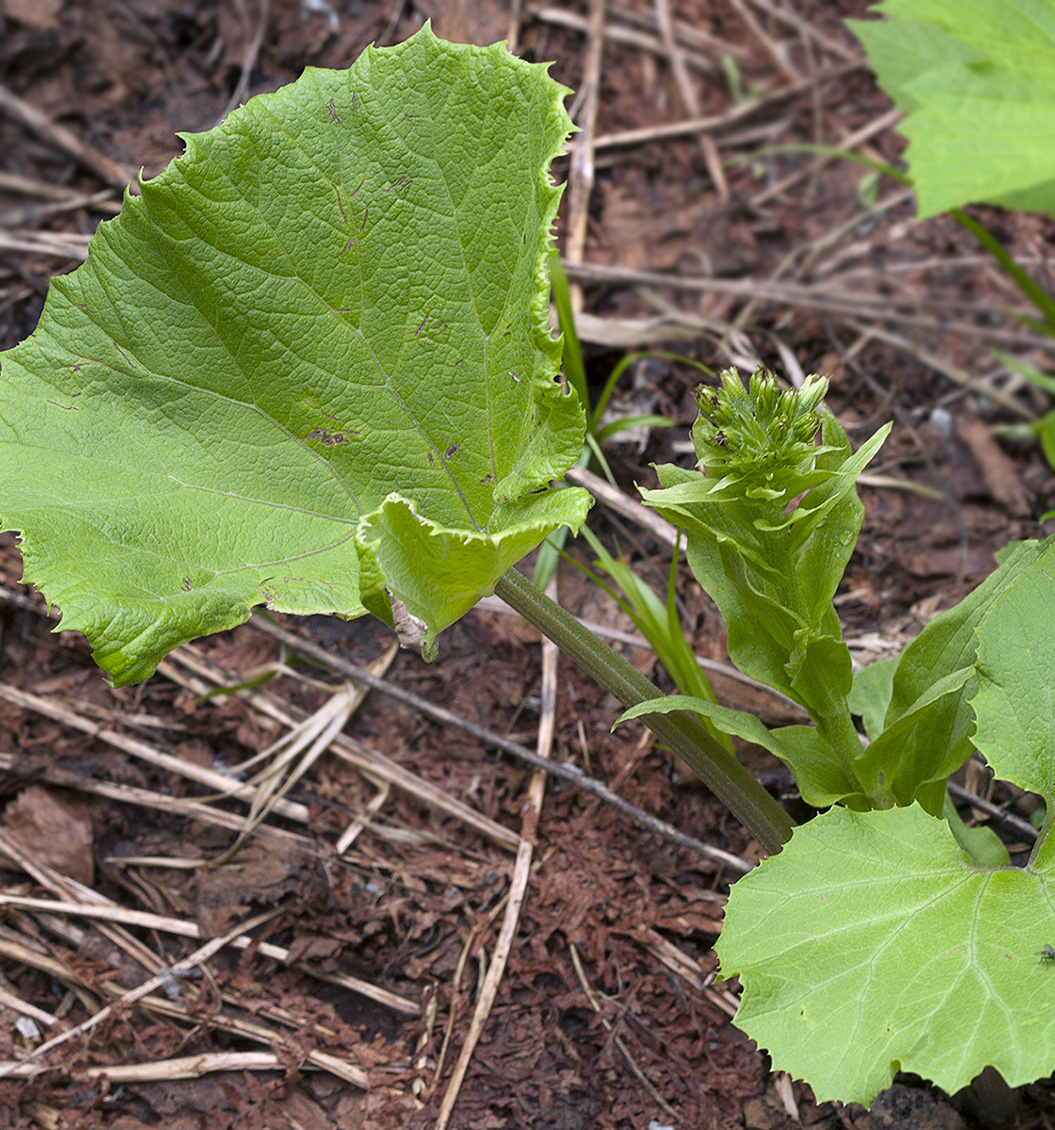 Image of Petasites amplus specimen.