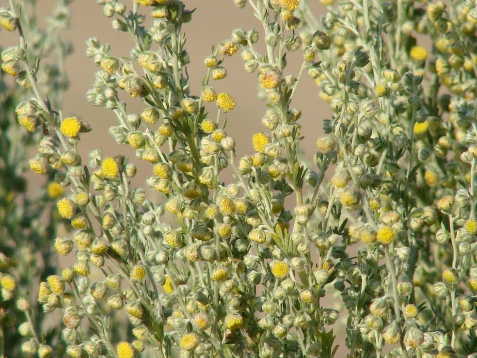 Image of genus Artemisia specimen.
