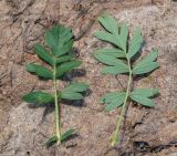 Potentilla semiglabra