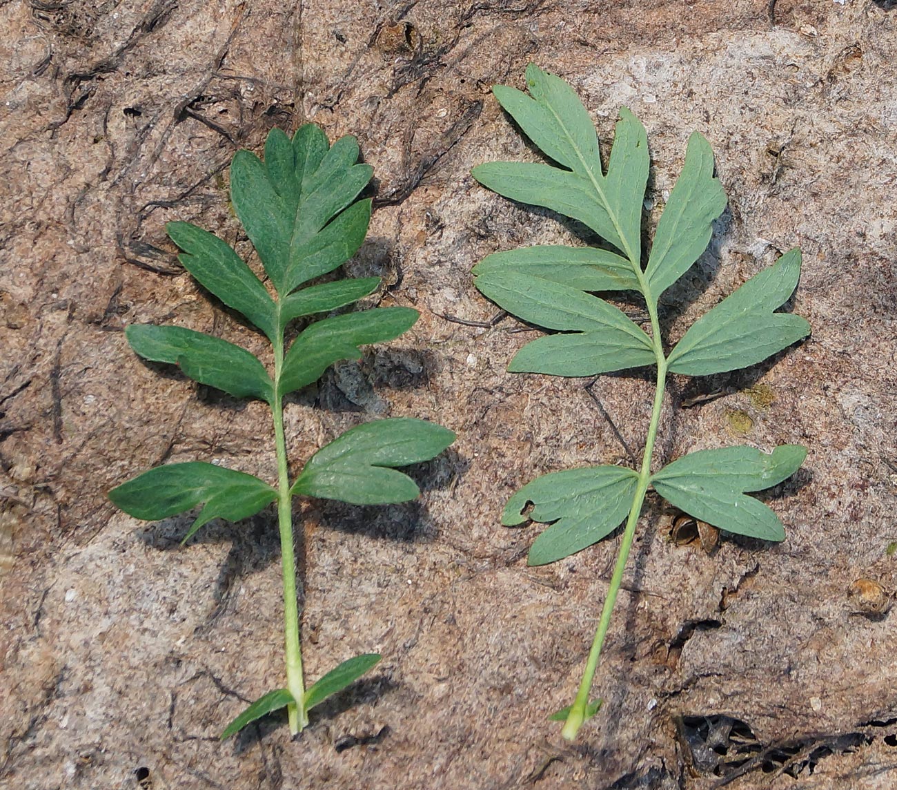 Изображение особи Potentilla semiglabra.